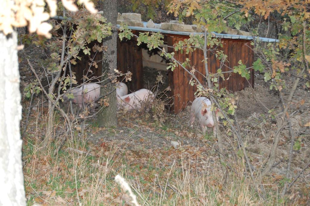 Colle Delle Meraviglie Fratticciola Selvatica Bagian luar foto