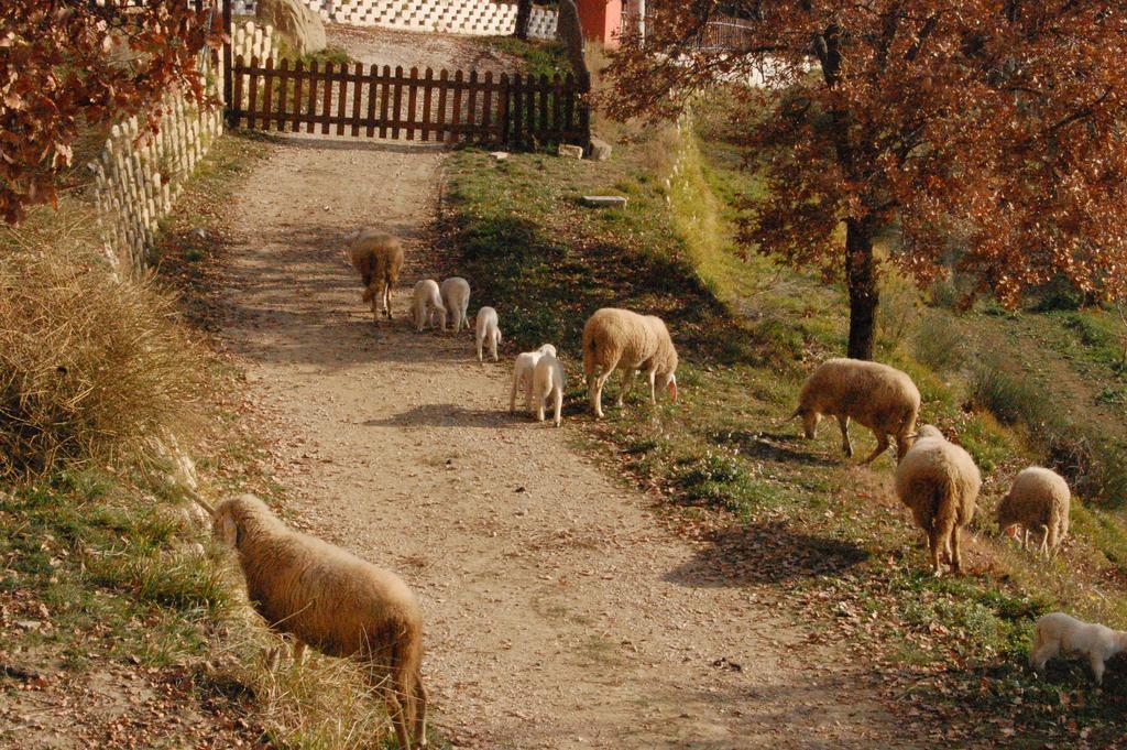 Colle Delle Meraviglie Fratticciola Selvatica Bagian luar foto